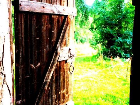 Wildkräuterwanderung mit gemeinsamem Essen – Natur pur mit allen Sinnen