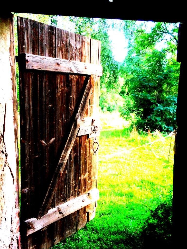 Wildkräuterwanderung mit gemeinsamem Essen – Natur pur mit allen Sinnen