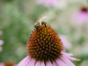 Garten der Sinne | Umweltbildungseinrichtung