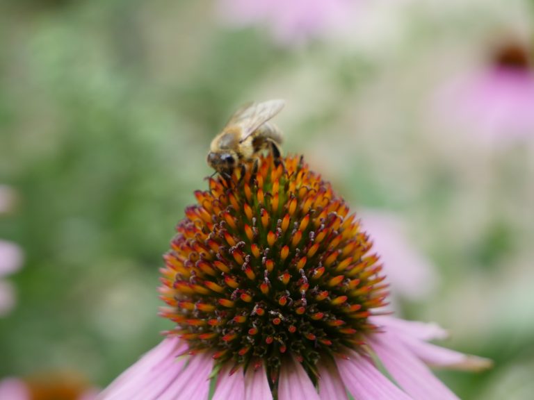 Garten der Sinne | Umweltbildungseinrichtung