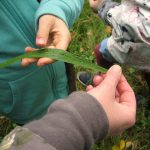 Wilde-Kräuter-Tour für Kinder