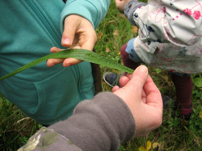 Wilde-Kräuter-Tour für Kinder